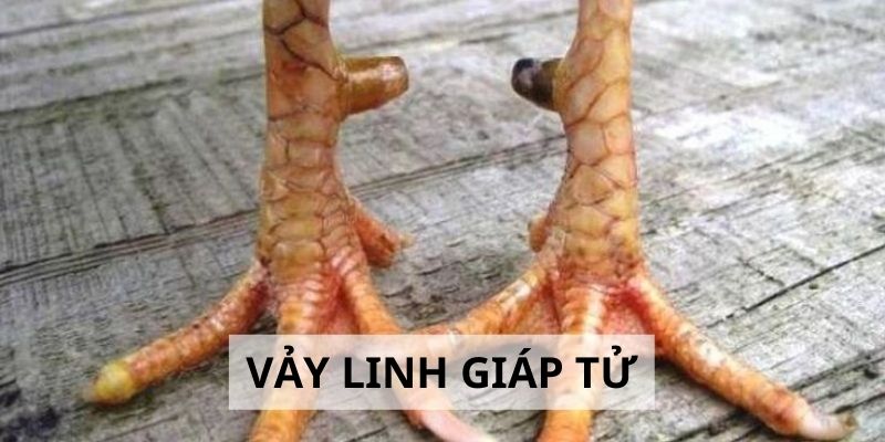 Vảy Linh Giáp Tử - 3 Tiêu Chí Đánh Giá Sức Mạnh Gà Chiến